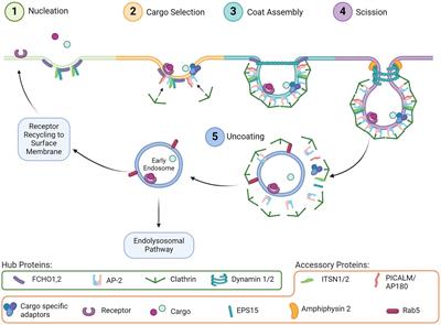 Clathrin mediated endocytosis in Alzheimer’s disease: cell type specific involvement in amyloid beta pathology